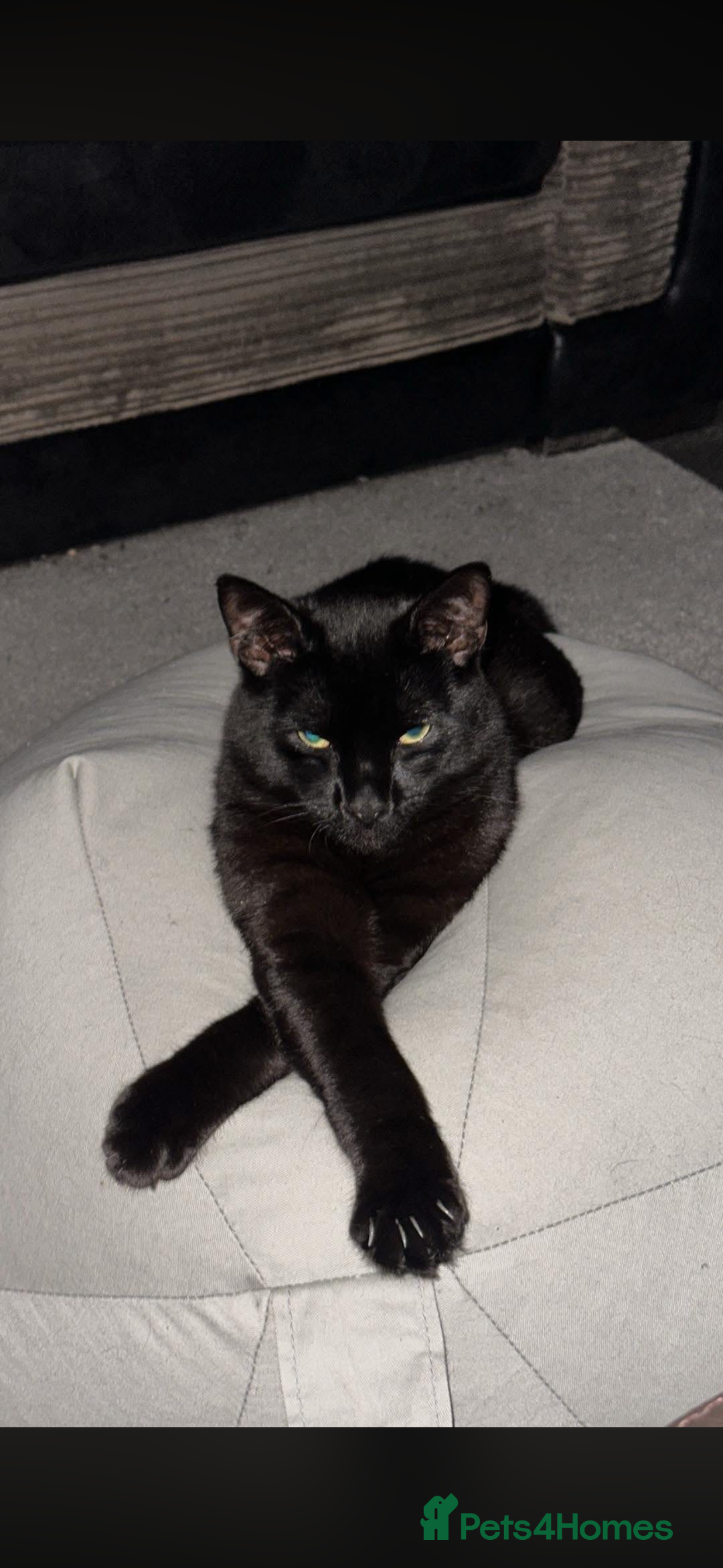 British Shorthair cats for sale: 2 beautiful bonded males - Advert 1