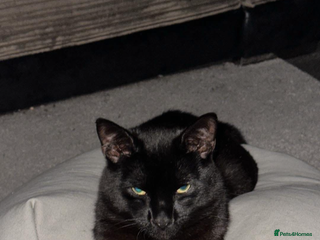 British Shorthair cats 2 beautiful bonded males - Advert 2