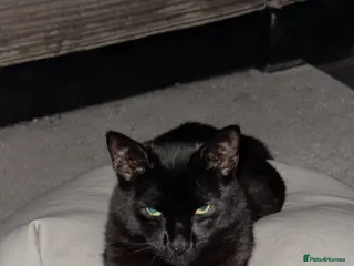 British Shorthair cats 2 beautiful bonded males - Advert 6