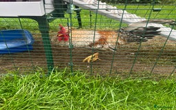 Chickens poultry for sale: Sapphire Sunset Cockerel  - Image 4