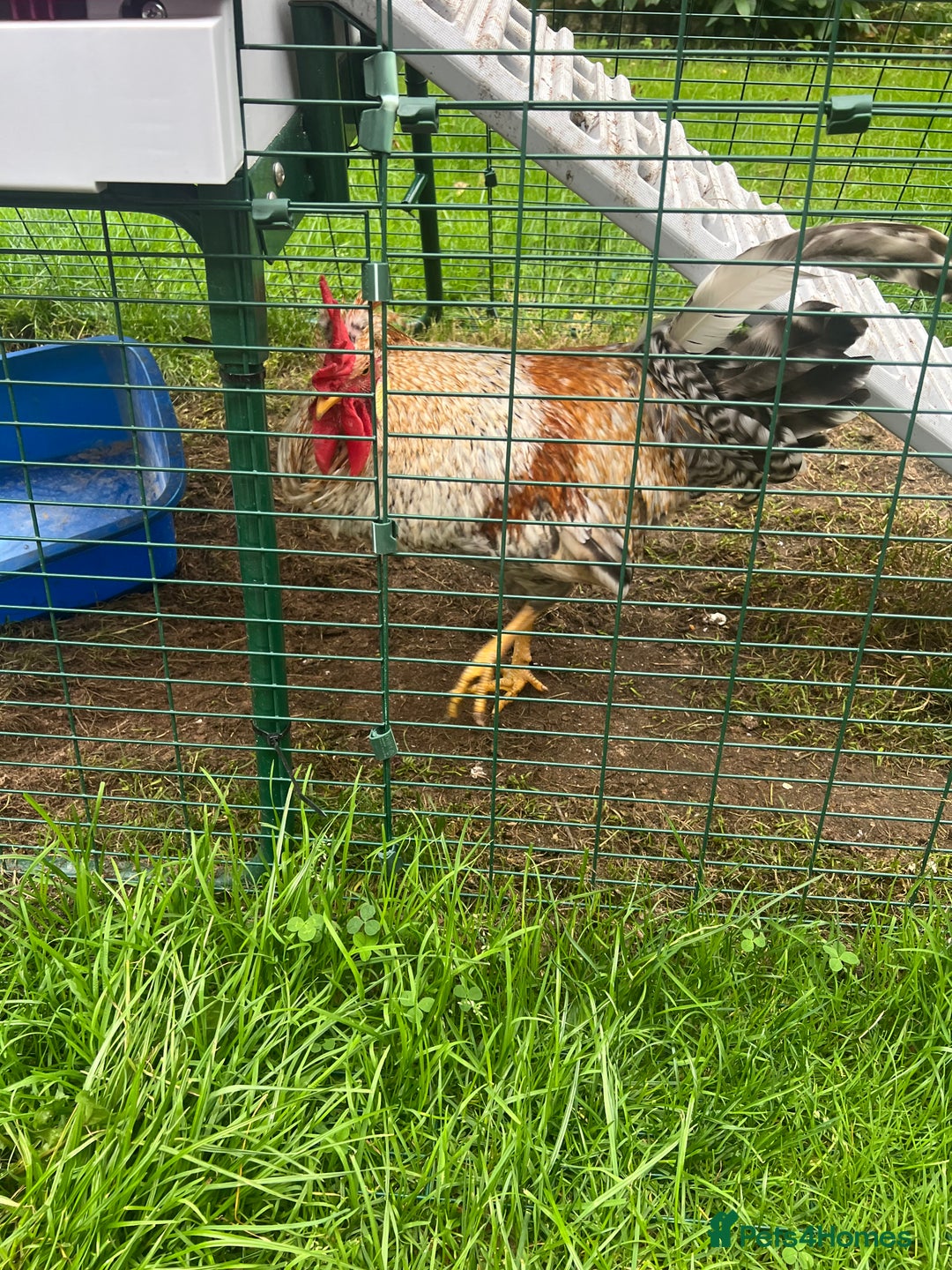 Chickens poultry for sale: Sapphire Sunset Cockerel  - Image 4
