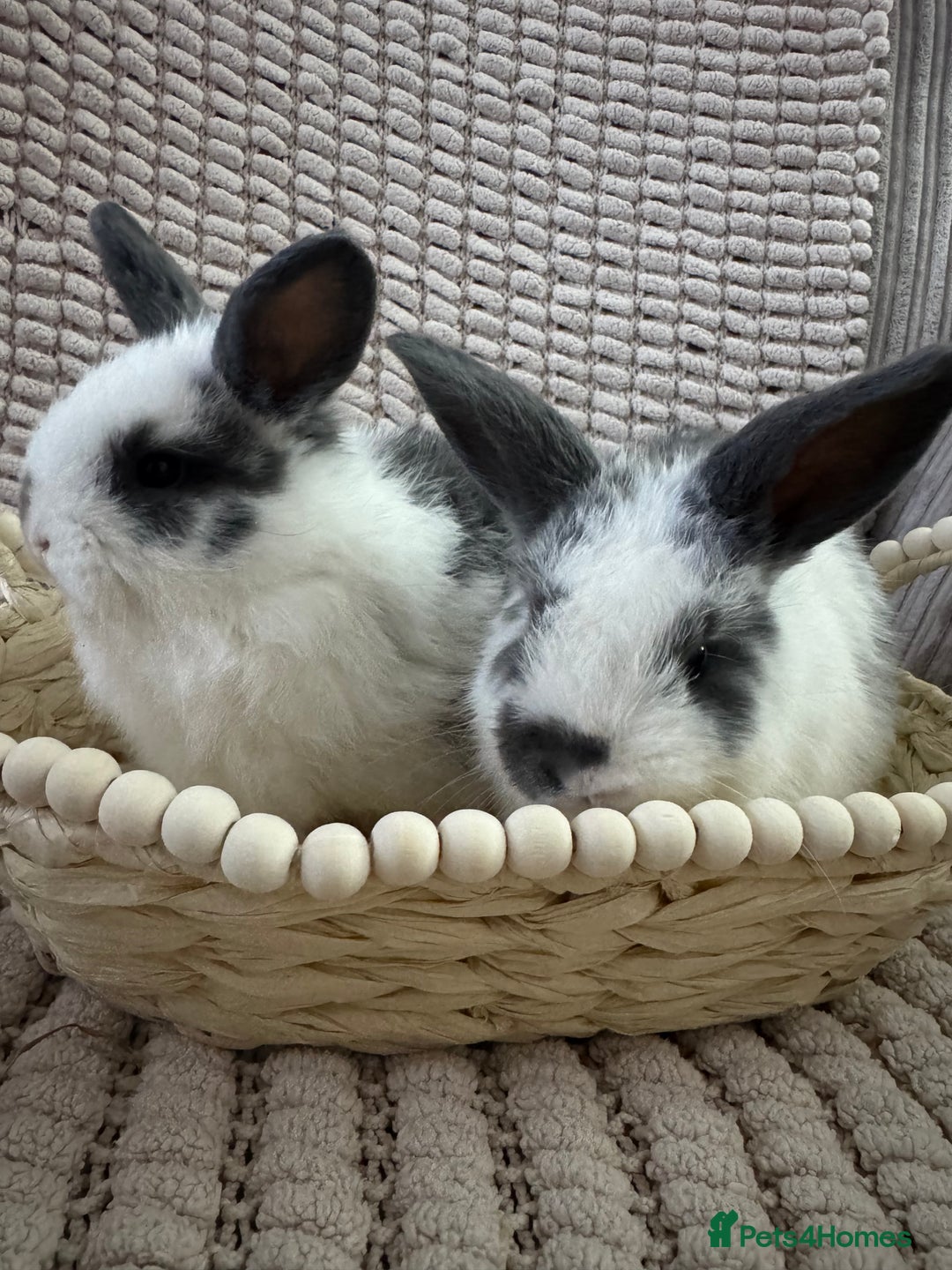 Mini Lop rabbits for sale: ✨ Beautiful Lop x Angora Baby Bunnies  ✨  - Advert 5