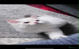 British Longhair cats for sale: ‼️🐾😍Colourpoint purebred BLH😻1 Left 🐱 - Advert 15