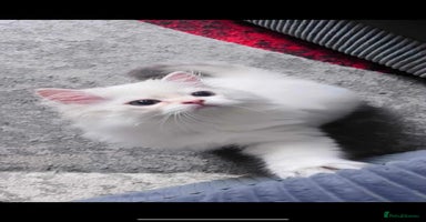 British Longhair cats - Advert 1