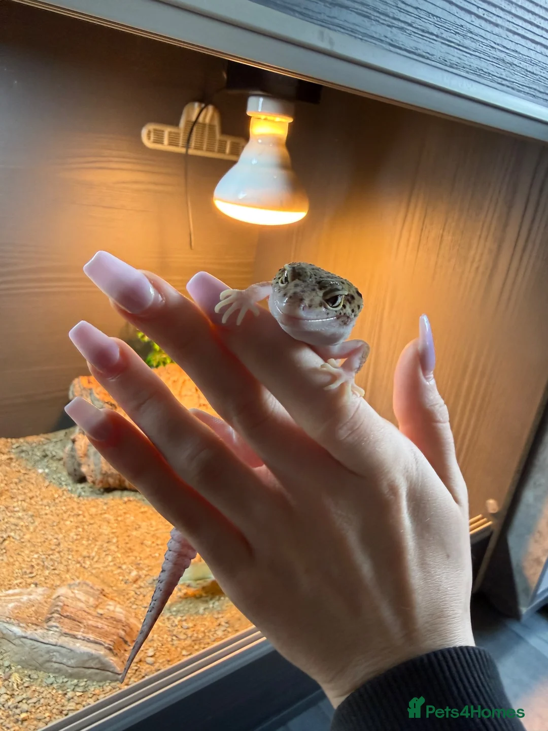 Leopard Gecko reptiles for sale: Two Female Leopard Geckos for Sale - Advert 2