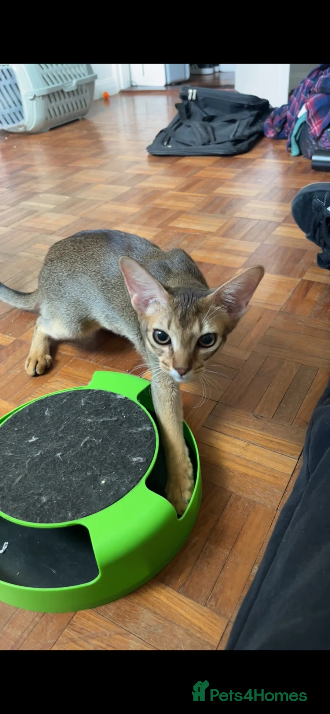 Abyssinian cats for sale: Beautiful 6 month male Abyssinian  - Advert 2