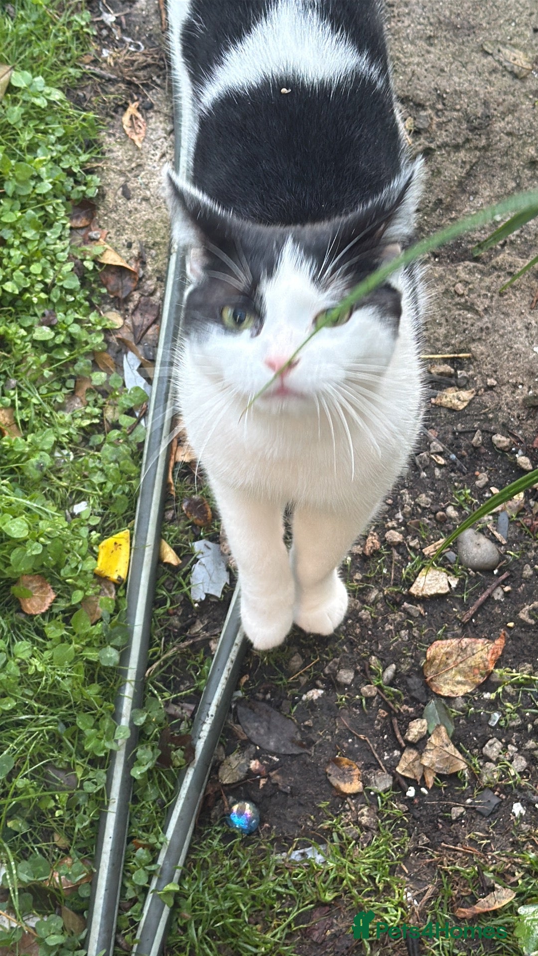 Mixed Breed cats Beautiful indoor cat  - Advert 1
