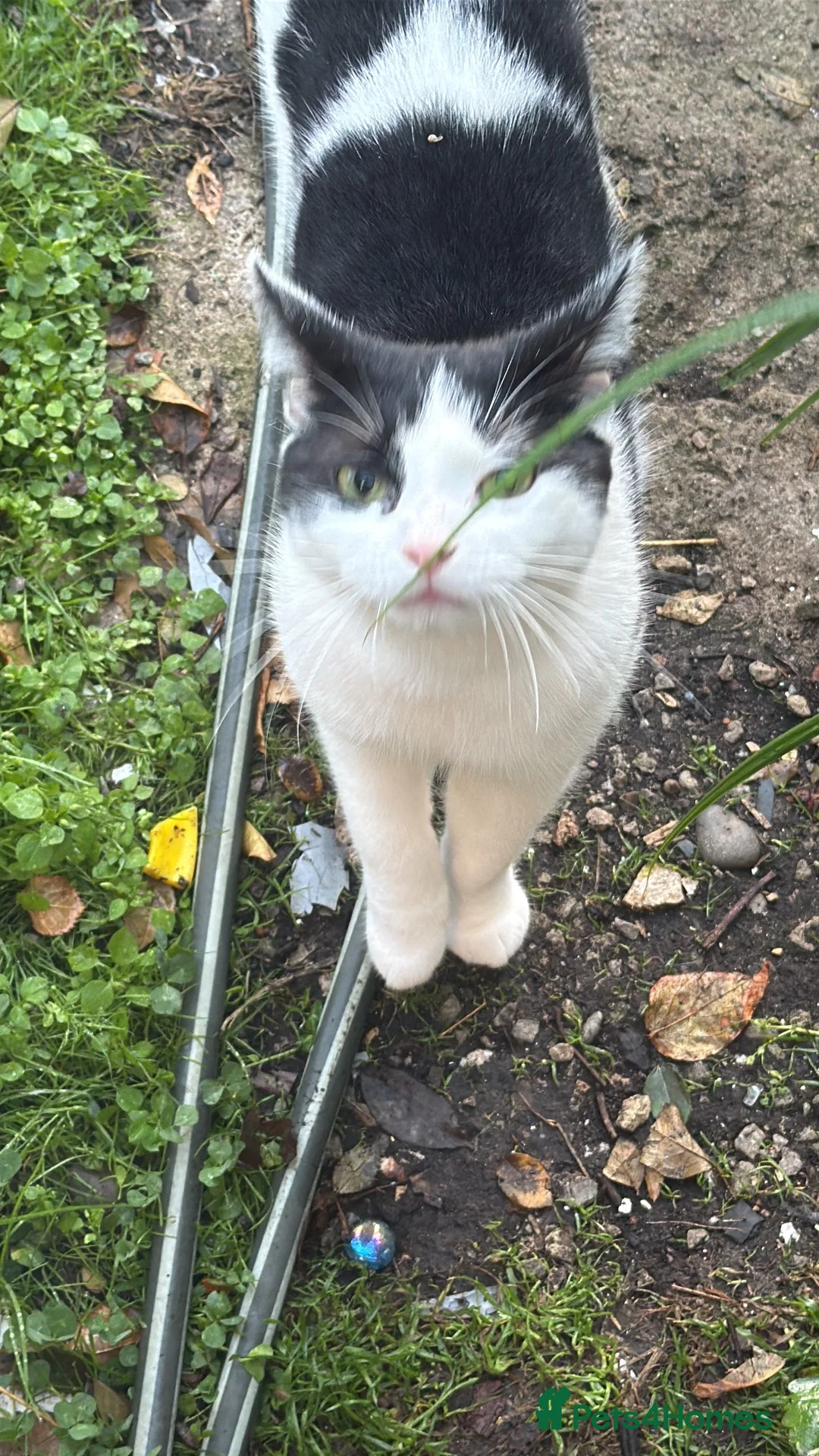 Mixed Breed cats for sale: Beautiful indoor cat  in Morden - Advert 1