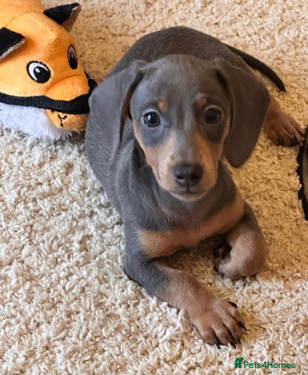 Miniature Dachshund dogs Reduced KC Dapple & Blue Miniature Dachshunds  - Advert 2