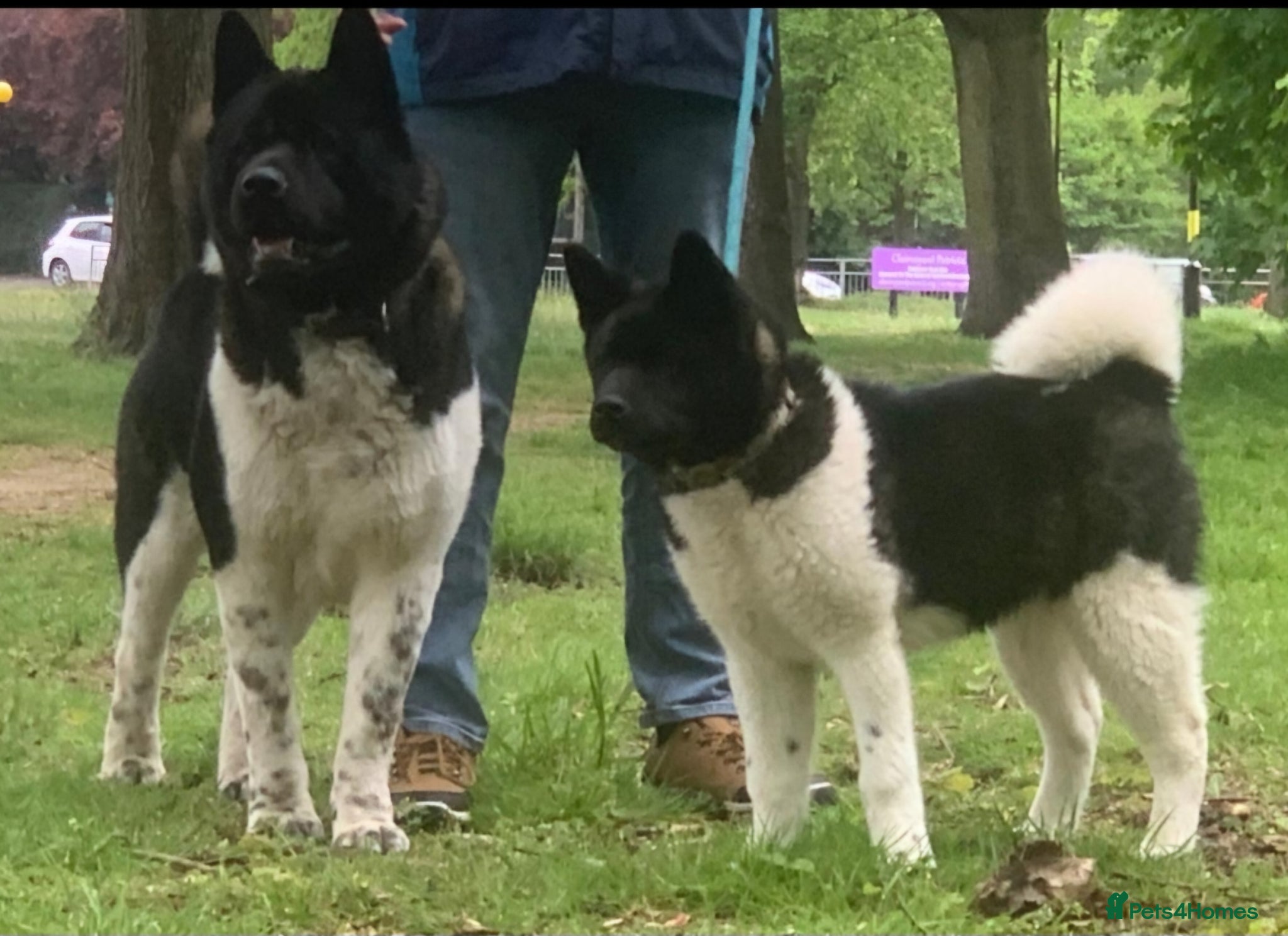 Akita dogs RKC REGISTERED FEMALE AKITA - Advert 1