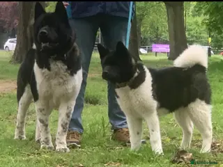 Akita dogs RKC REGISTERED FEMALE AKITA - Advert 1