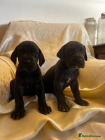 Great Dane dogs Stunning puppies, health tested KC parents. - Advert 5