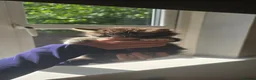 Mixed Breed cats for sale: Maine coon/Bengal kittens - Advert 3