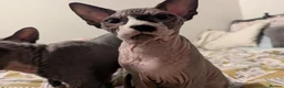 Sphynx cats for sale: *PEDIGREE SPHYNX* TICA REGISTERED *DNA HCM4 CLEAR* - Advert 31