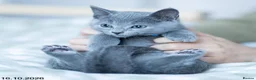 Russian Blue cats for sale: Adorable Russian Blue Kittens. - Advert 34