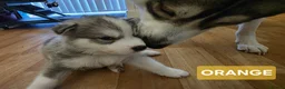 Siberian Husky dogs for sale: A lovely liter of 6 siberian husky pups. - Advert 2