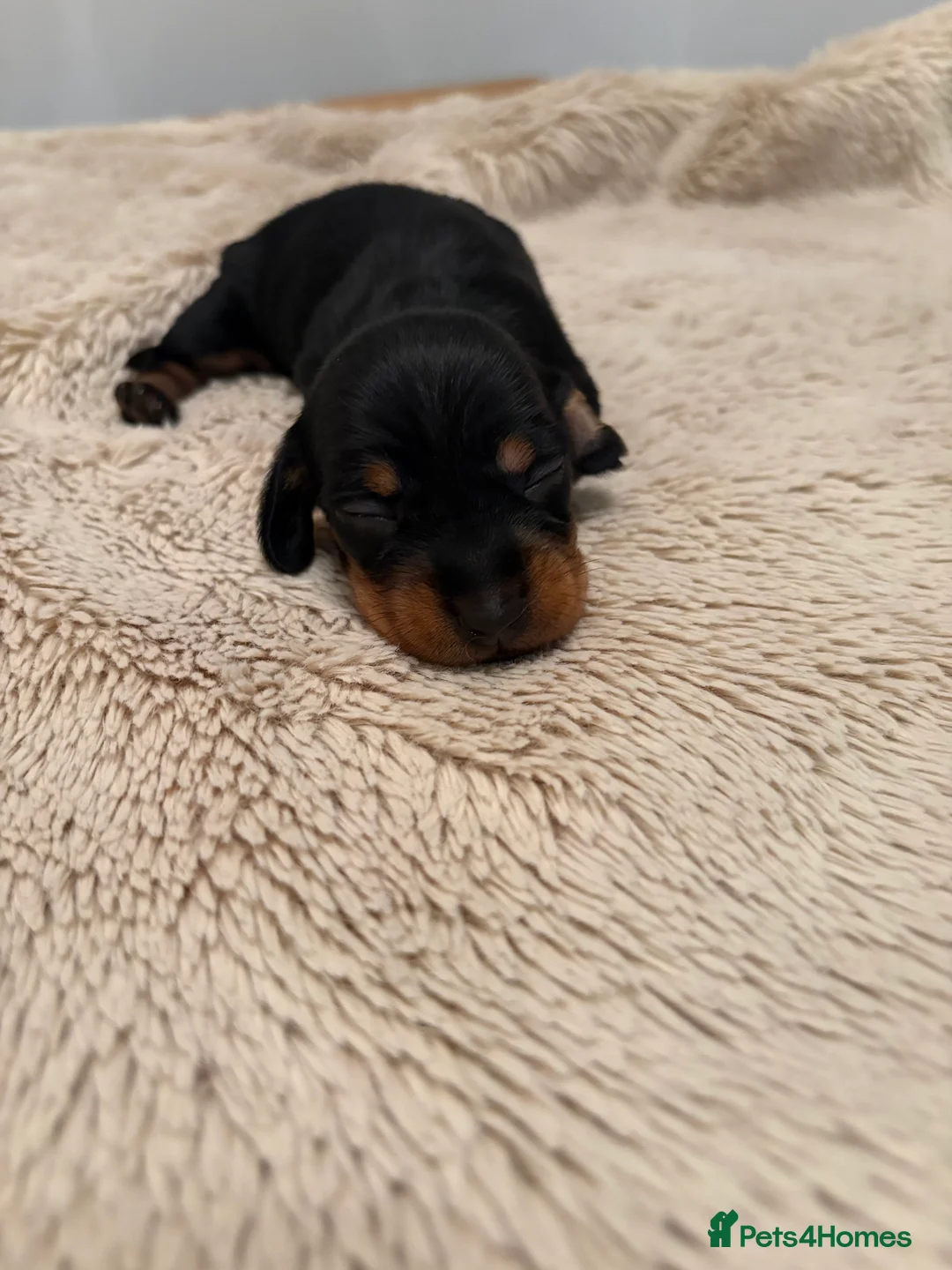Miniature Dachshund dogs for sale: Beautiful Miniature Wirehaired Dachshund Puppies  - Advert 15
