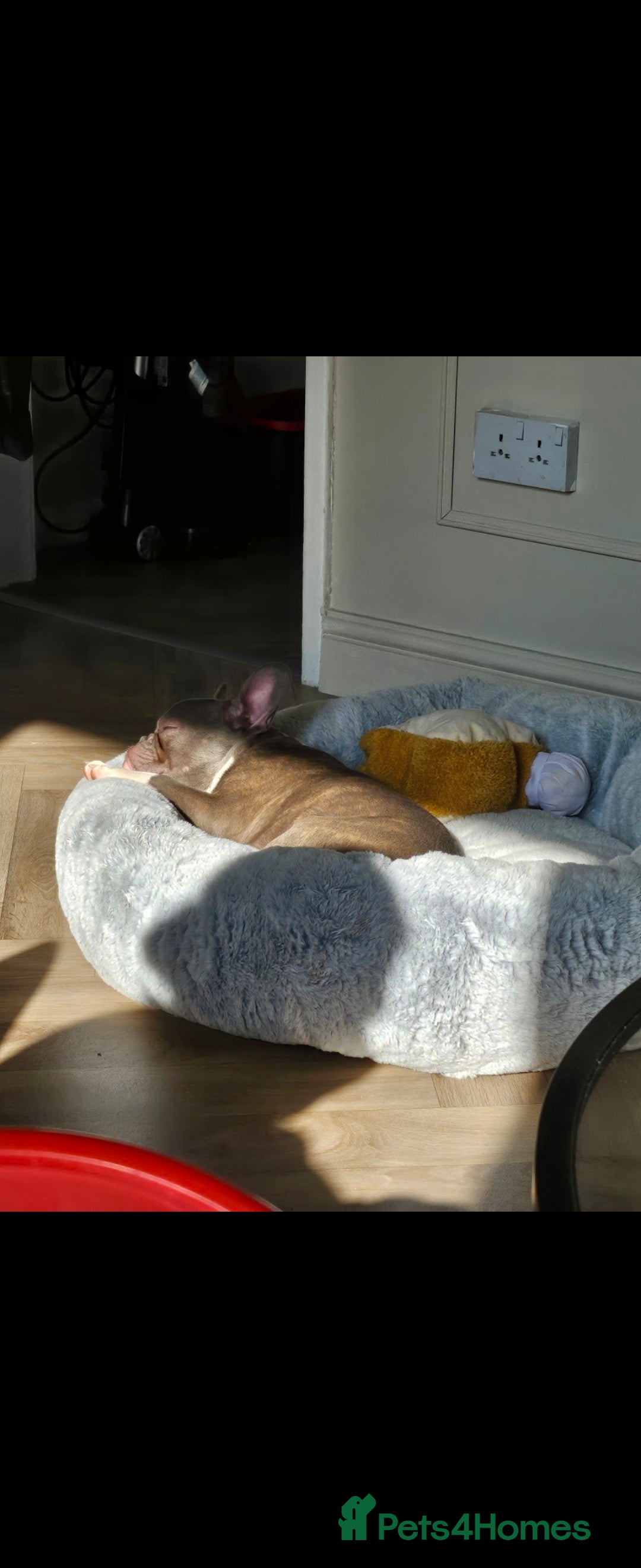 French Bulldog dogs for sale: 🐾 Loving Dog Looking for His Forever Home 🐾 - Image 6