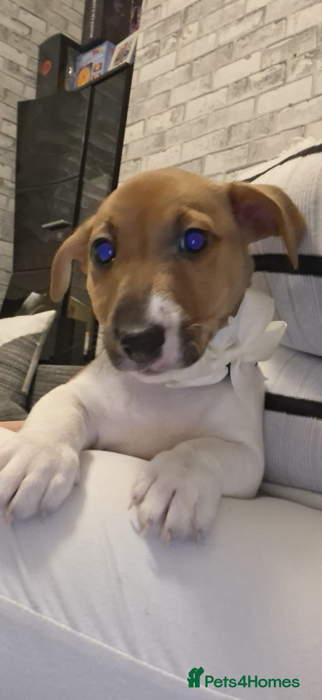 Jack Russell dogs for sale: Beautiful Jack Russell puppies - Advert 4