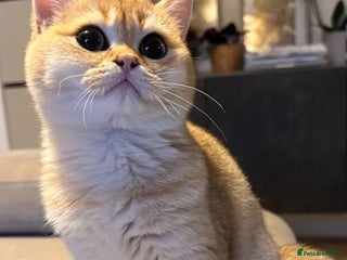 British Shorthair cats - Advert 22