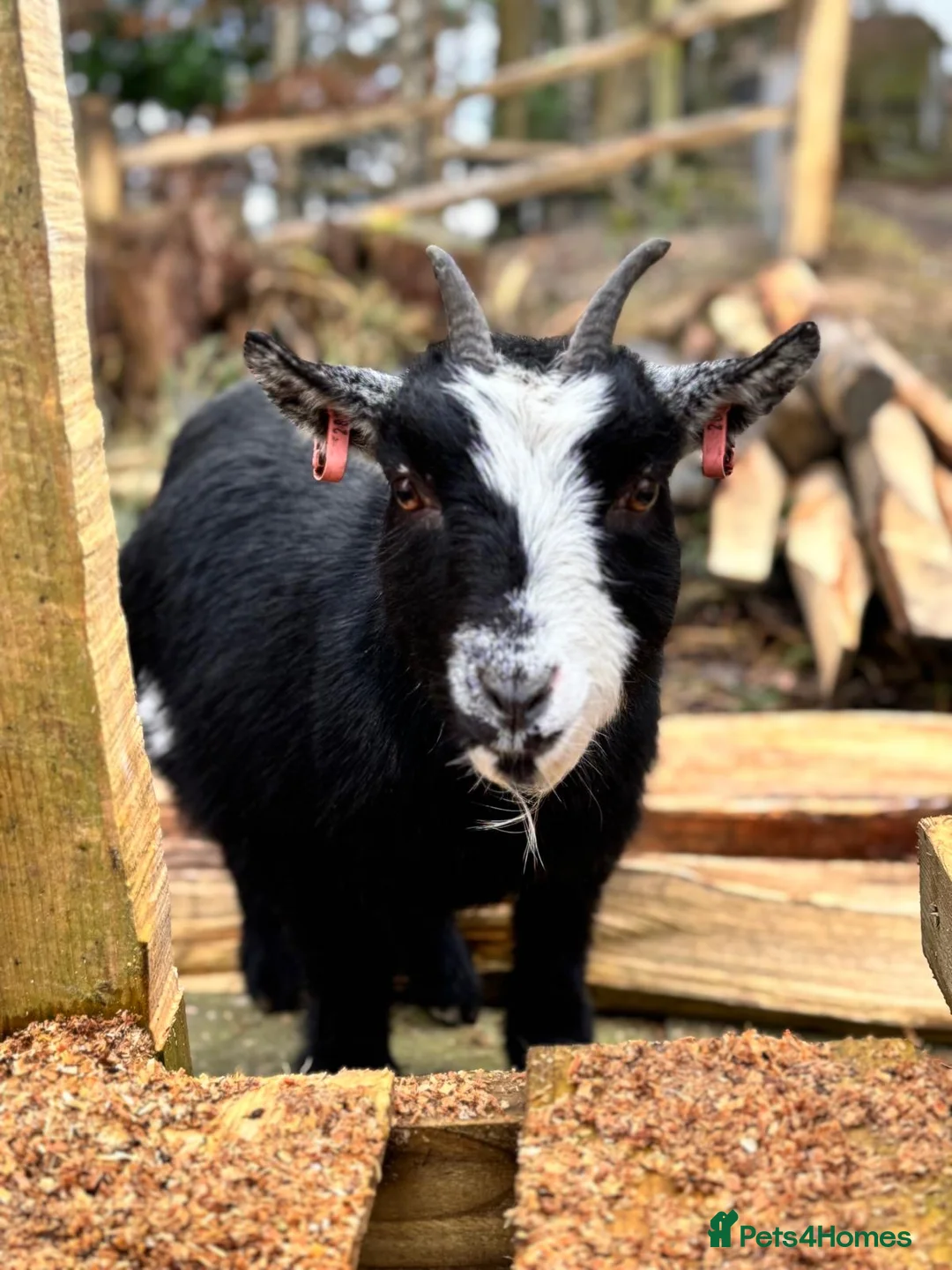 Goats livestock for sale: Registered Female Pygmy Goats  - Advert 2