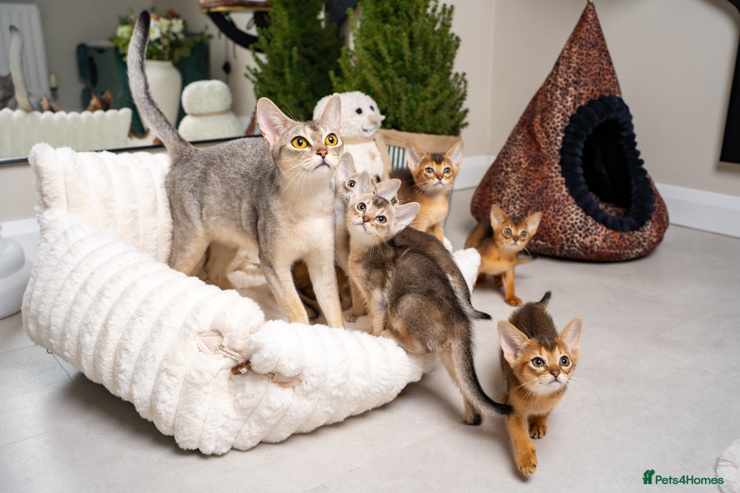 Abyssinian cats for sale: 6 Amazing Abyssinians, Extra Lovlely Personality - Advert 20