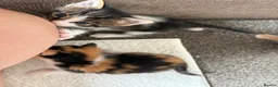 Mixed Breed cats for sale: 5 kittens for sale deposit wanted  in Leeds - Advert 10
