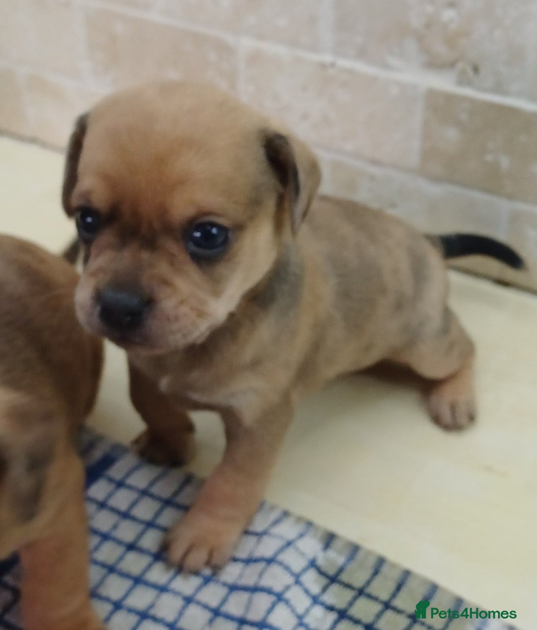Mixed Breed dogs for sale: Pug x dachshund  ( Daug?) - Image 17