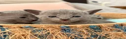 Russian Blue cats for sale: TICA Registered Russian Blue Kittens - Advert 11