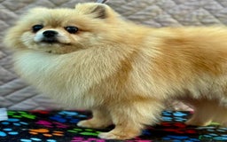 Pomeranian dogs for adoption: Dolce’s Story: From Brokenness to Hope - Image 4