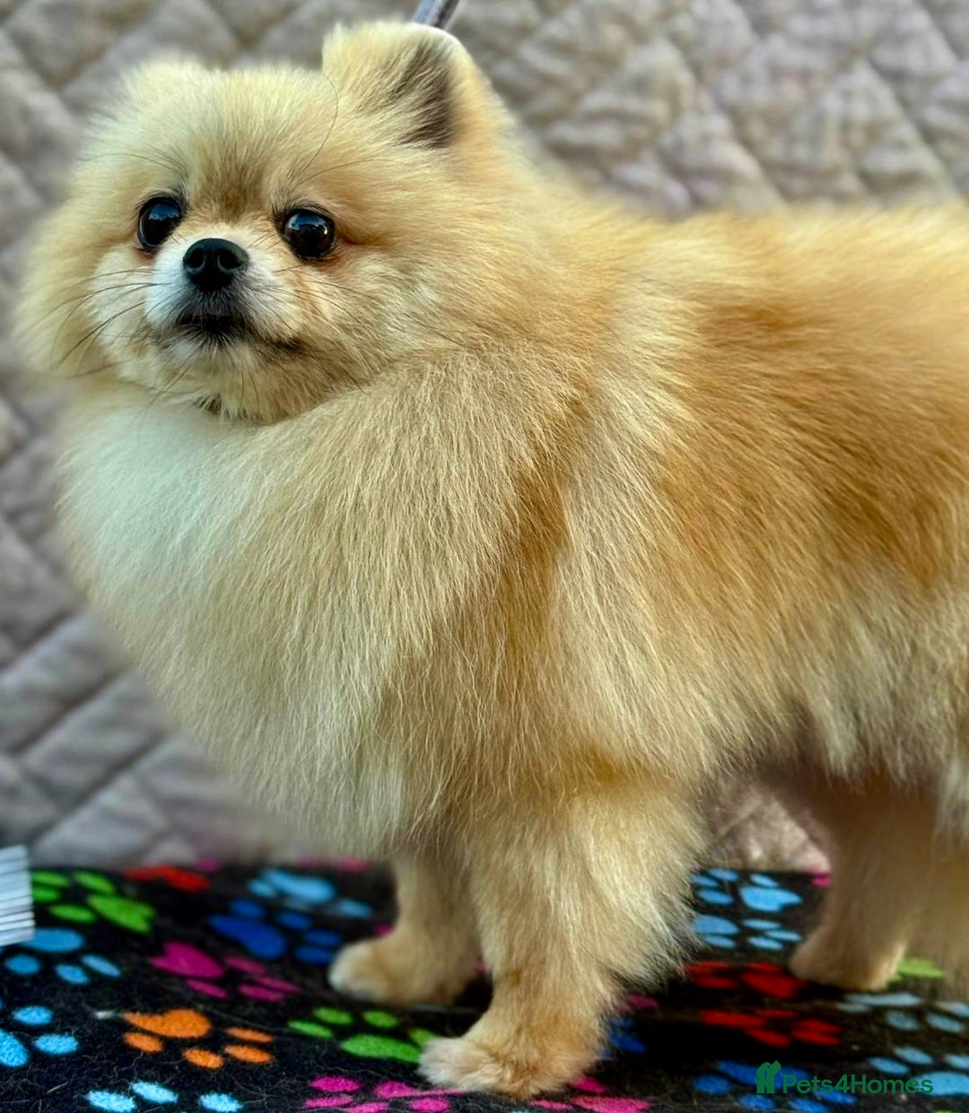 Pomeranian dogs for adoption: Dolce’s Story: From Brokenness to Hope - Image 4