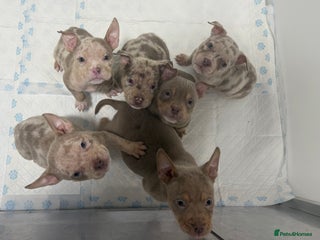 American Bully dogs - Advert 18