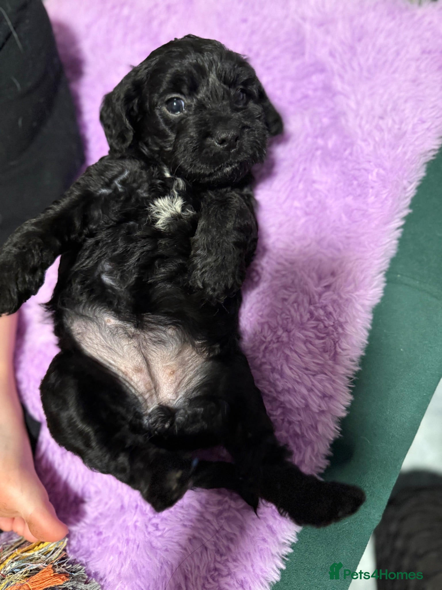 Mixed Breed dogs Puppies for sale - Advert 1