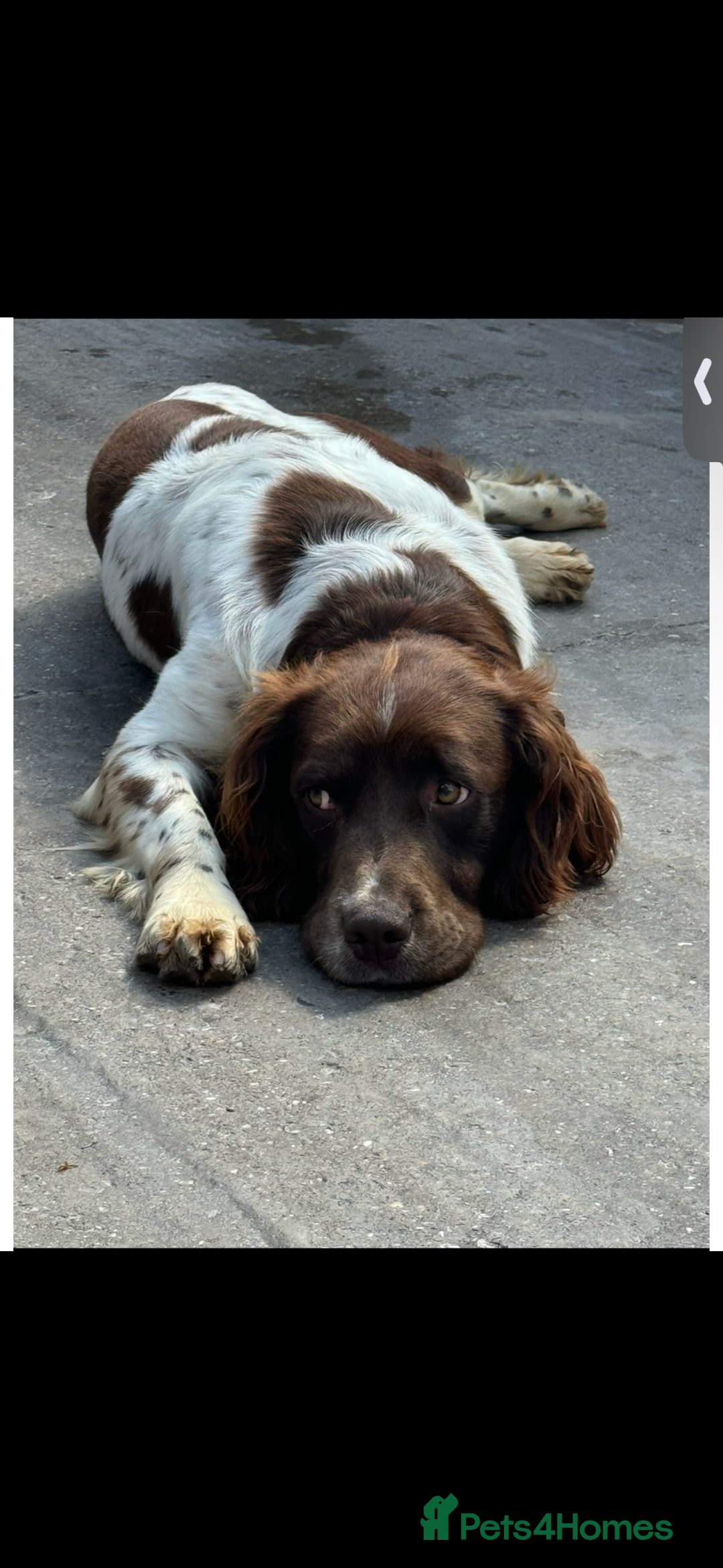 English Springer Spaniel dogs for stud: Stunning Kc Reg English Springer Spaniel..  - Advert 2