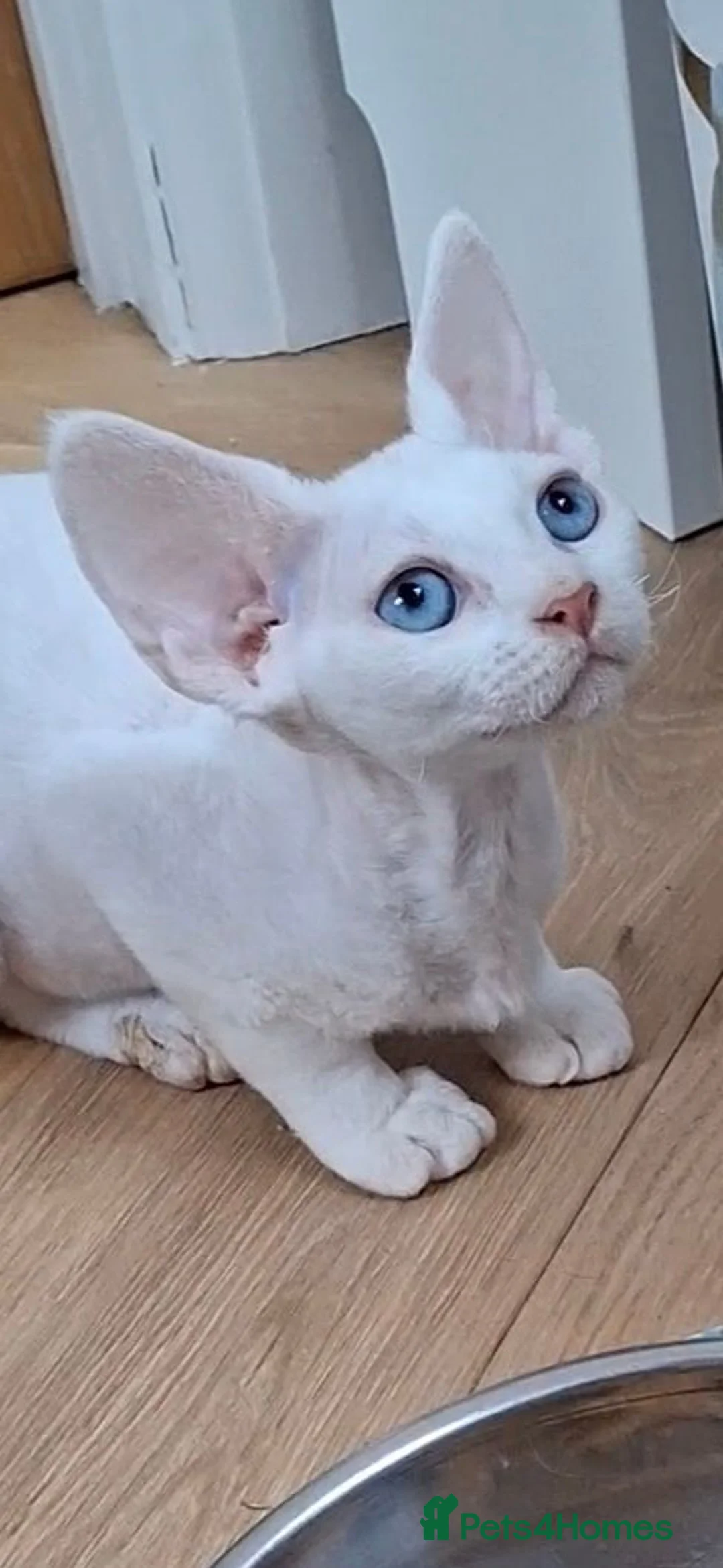 Devon Rex cats for sale:  FIFE registered Devon Rex – Spayed! Ready Now - Advert 2