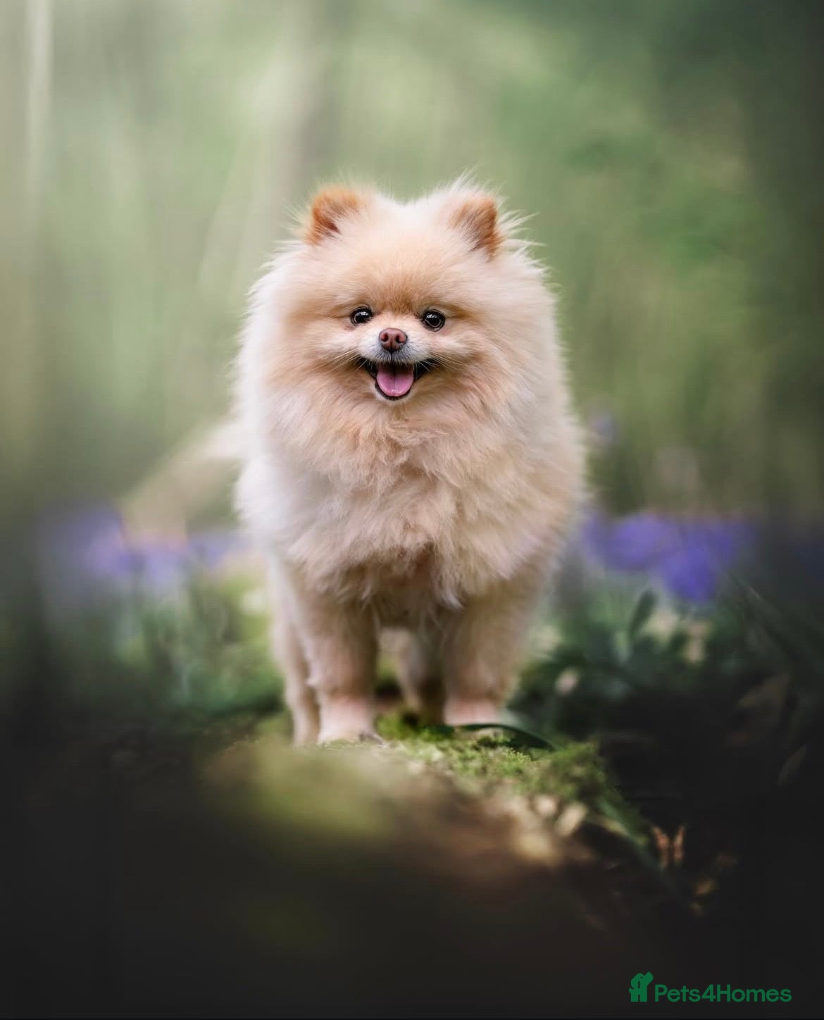 Pomeranian dogs Teddy bear Pomeranian puppies 🧸 - Advert 1