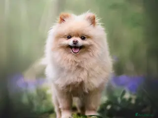 Pomeranian dogs Teddy bear Pomeranian puppies 🧸 - Advert 1