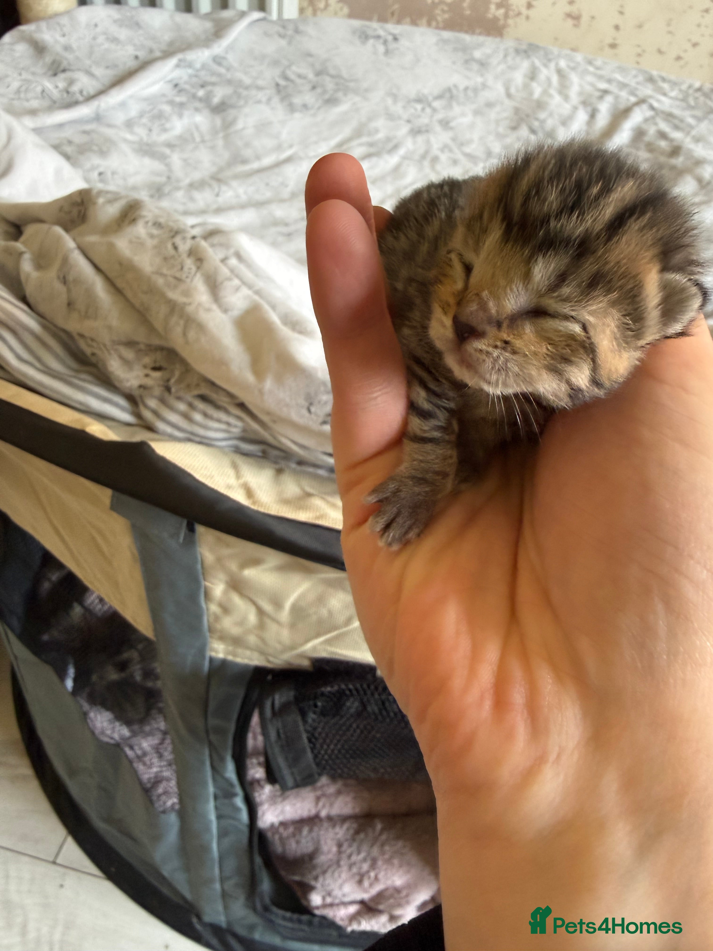 Bengal cats for sale: 1 female kitten available  - Advert 16