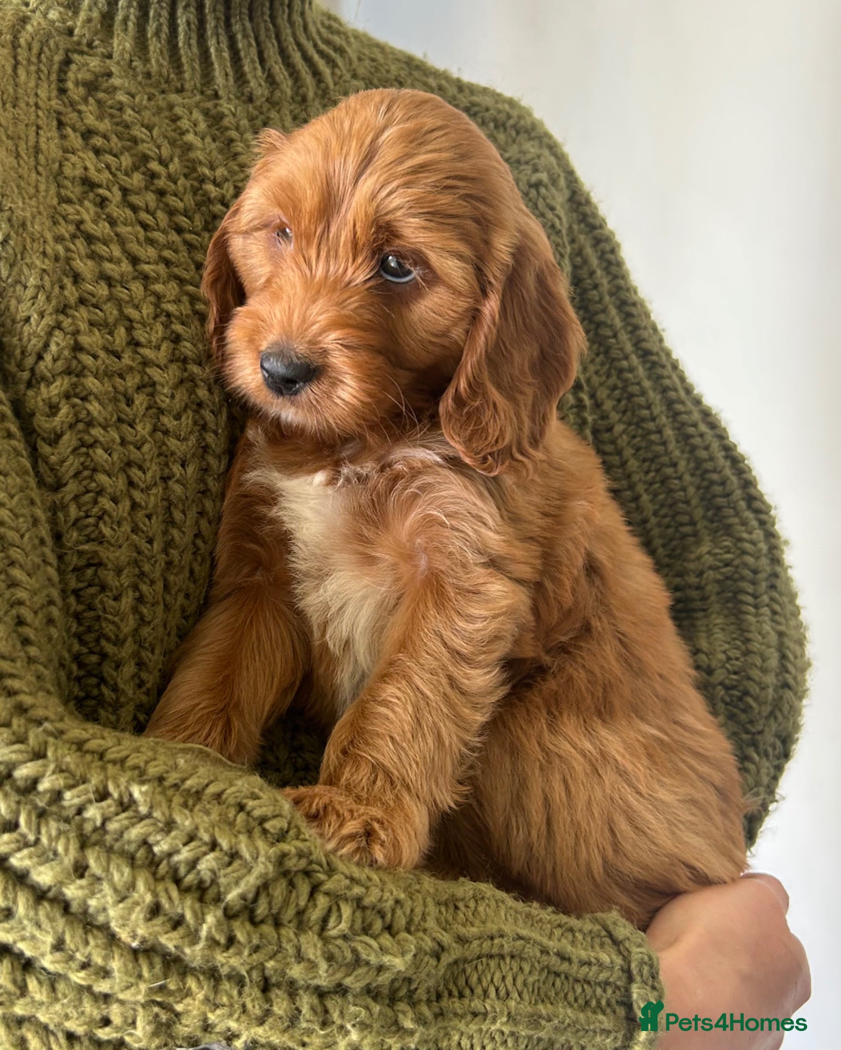 Irish Doodle dogs F1 miniature Irish doodles  - Advert 1