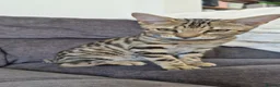 Bengal cats for sale: 🐆 Bengal Cat Pair Looking for a Loving Home 🐆 - Advert 10