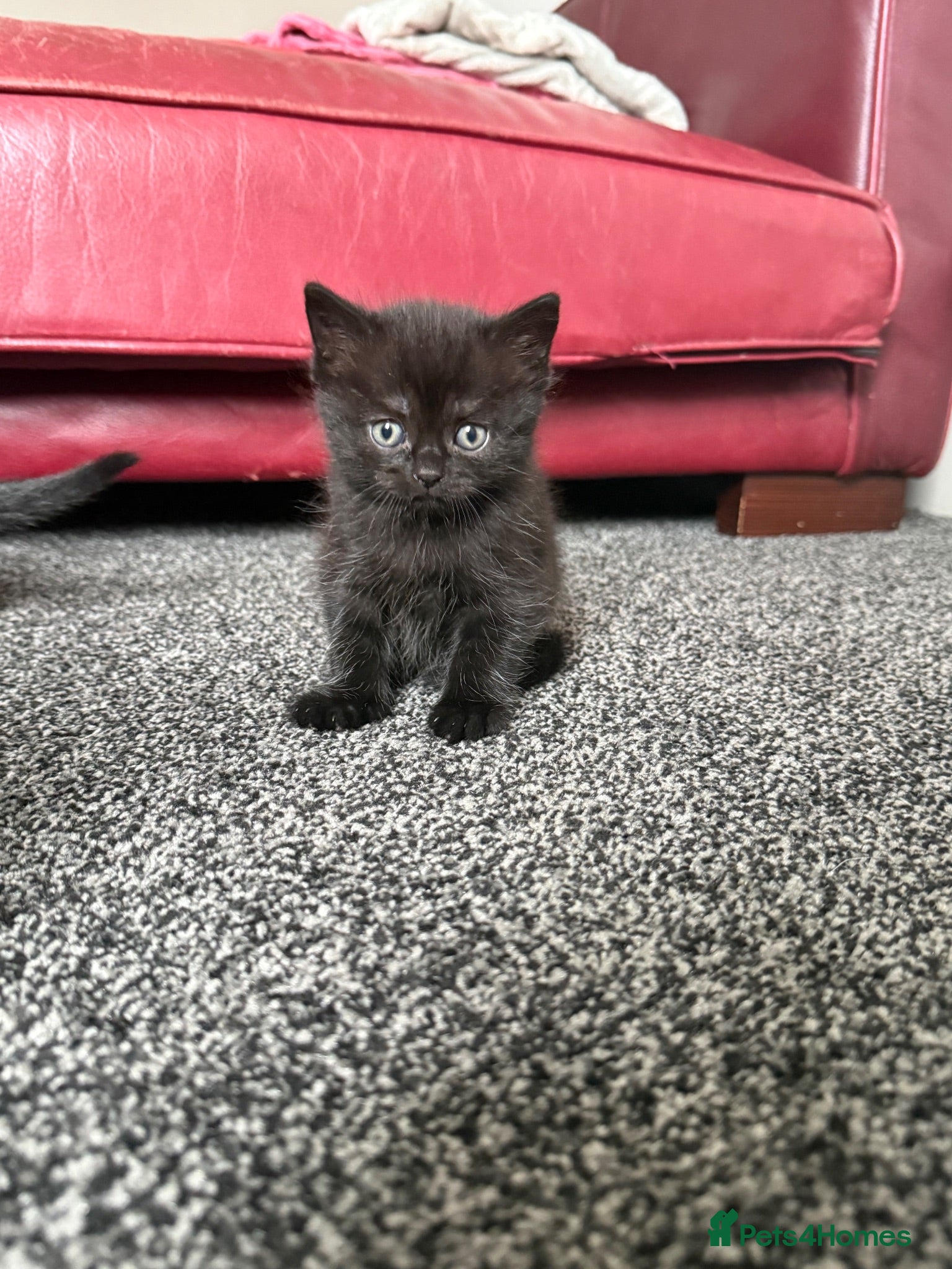Bombay cats Beautiful Bombay x BSH Tuxedo Kittens - Advert 13