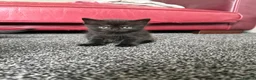 Bombay cats for sale: Beautiful Bombay x BSH Tuxedo Kittens - Advert 1