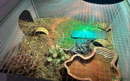 Tortoise reptiles for sale: Baby Sulcata. - Image 4