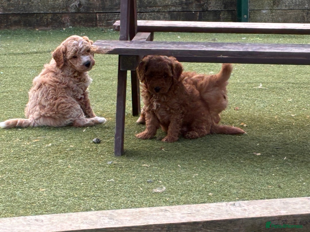 Poochon dogs for sale: ✨ Gorgeous Red & Apricot Poochon Puppies ✨ - Image 6