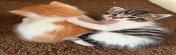 Mixed Breed cats for sale: 5 gorgeous playful little ones  - Advert 8