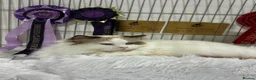 Ragdoll cats for sale: Outstanding quality Tortie Ragdolls - Advert 18