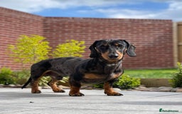 Dachshund dogs for stud: Dapple grey standard dachshund  - Image 2