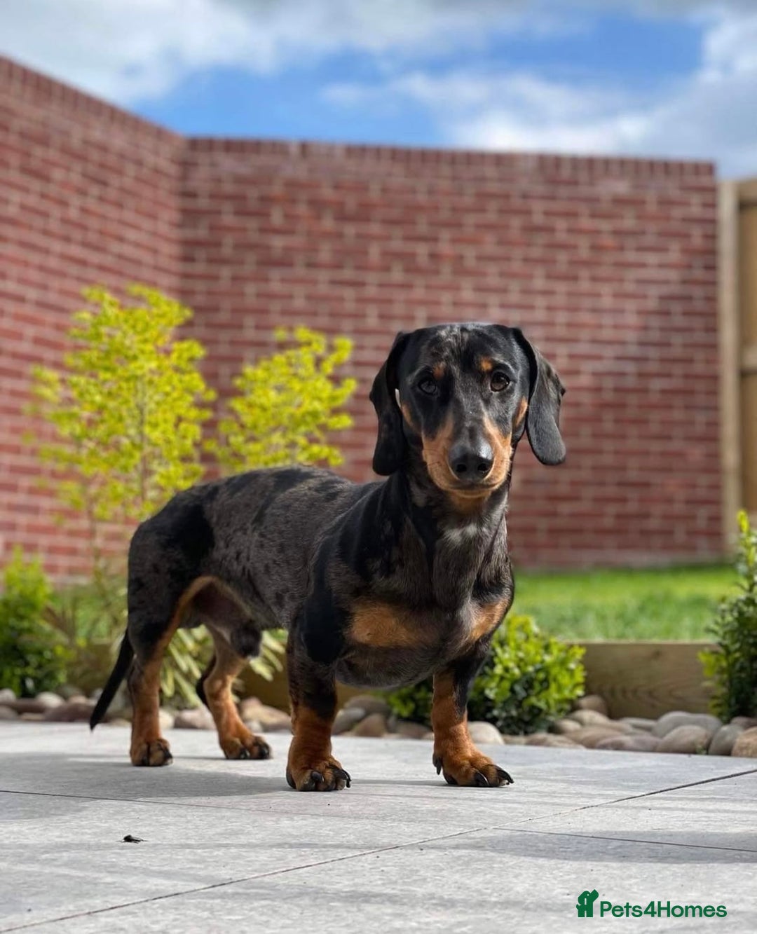 Dachshund dogs for stud: Dapple grey standard dachshund  - Image 2