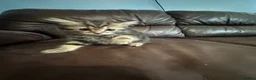British Shorthair cats for sale: British shorthair kittens  in Cardiff - Advert 11