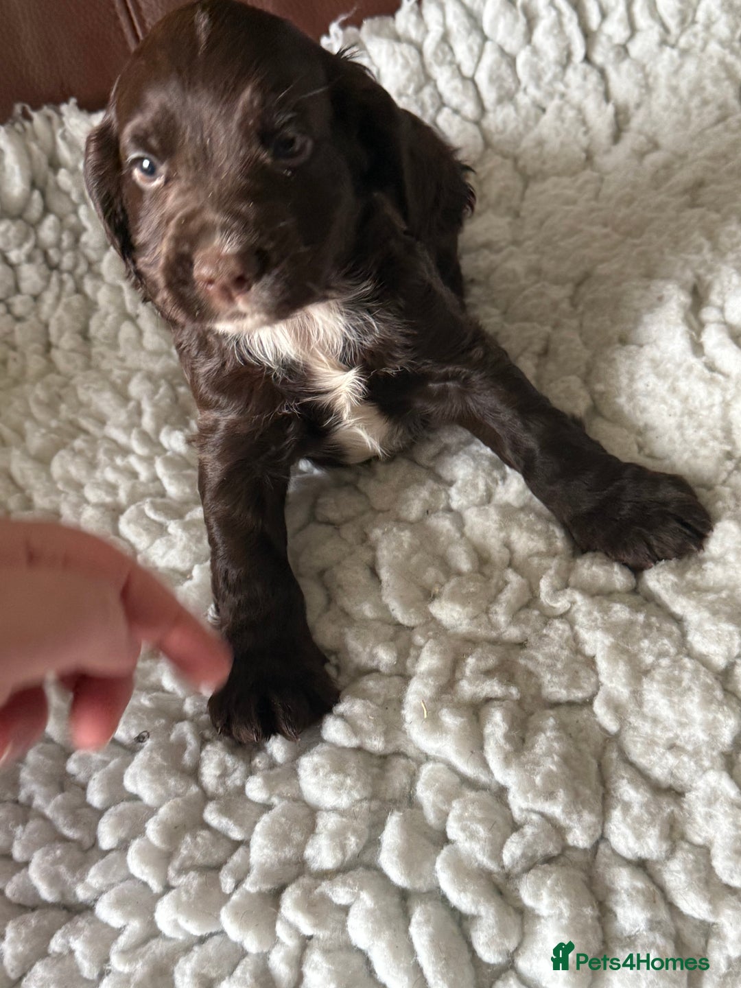Cocker Spaniel dogs for sale: 5 Pedigree Working Cocker Pups for Sale  - Image 11